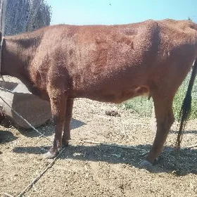 yetik boğaz