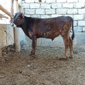окуз