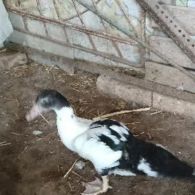 ordek 3aylik
