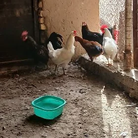 horaz