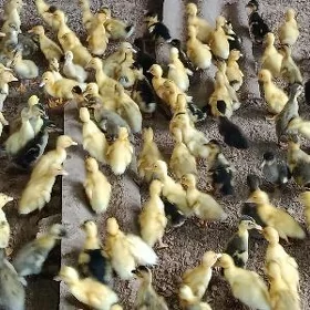 ýaşylbaş ördek jüýje gak gak