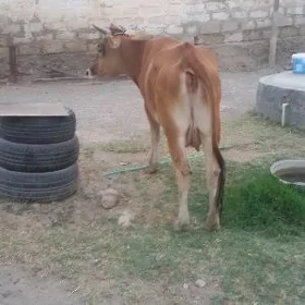 parja