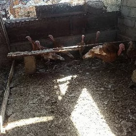 авган индуклар
