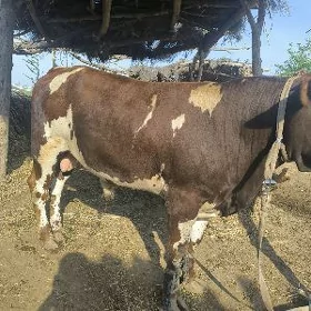 uly mallar