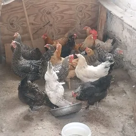 tawuk