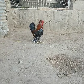 karlik horoz