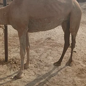 Düye