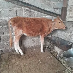 Tüwe