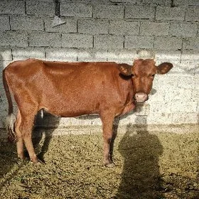 Gulajynlar