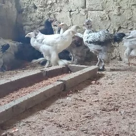 balgar brama jüýjeler
