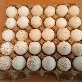 owgan paroda induk yumurtga