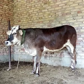 Tohum Gibrit Tüwe 1 ýaş 7 aý
