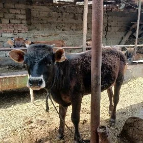 SIWET OKUZCE