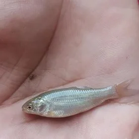 Amur malyok