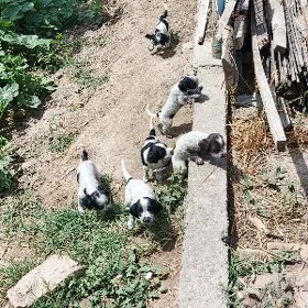 охотничи спаниель