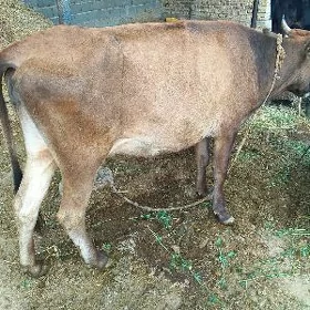 Sygyr