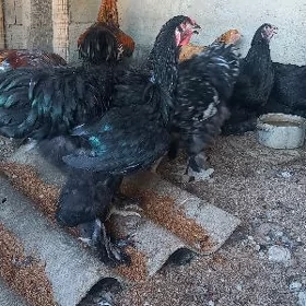 brama