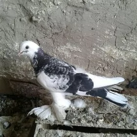 Kepderi