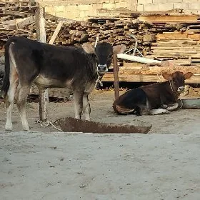 TÜWE  OKÜZ ŞWES TOHUM ARASSA