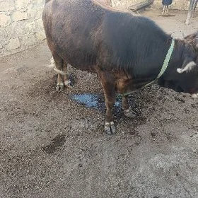 öküz