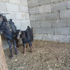 owlakli geçi