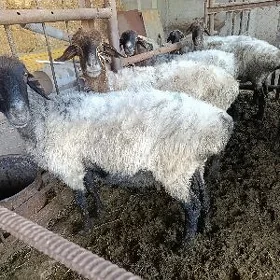 goýun guzy enesi goyun