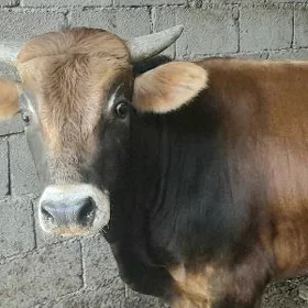  BAKYLAN ÖKÜZ 
