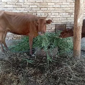 Saglyk göleli sygyr
