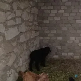 iki sany owlak satlyk