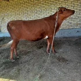 unajyn