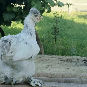 Arassa Brama