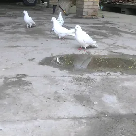 kepderler