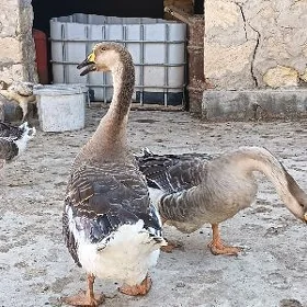 Ördekler Gazlar Towuklar