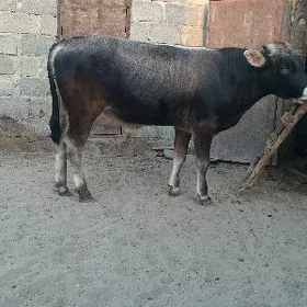 öküzler