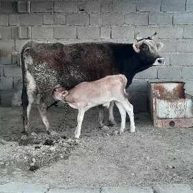 goleli sygyr
