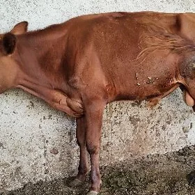 öküz