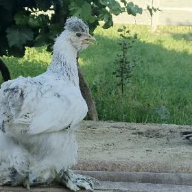 Brama