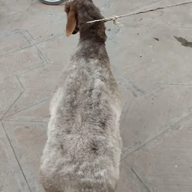 Koçkar