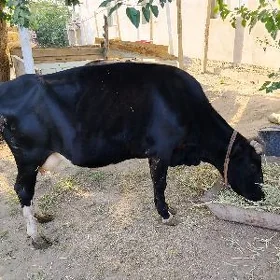 Sygyr