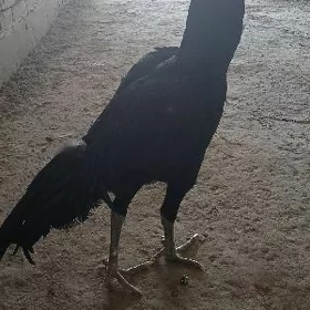 horaz