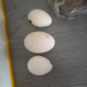 GIGANT INDUK YUMURTGA