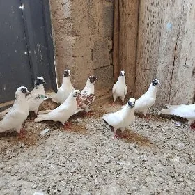 kepderi.