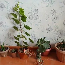 Комнатные растения
