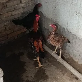 Taşkent