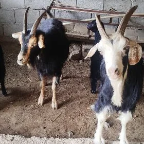 Geci