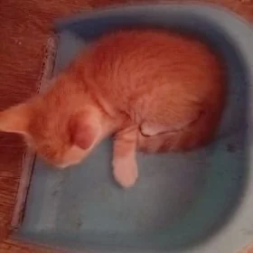 Pisikler