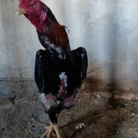 бойцов Хораз