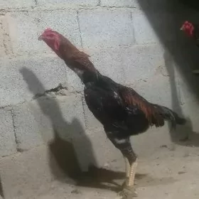 Taşkent horaž