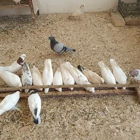 kepderi