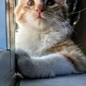 Pişik